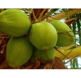 Coconut,Nariyal Plant